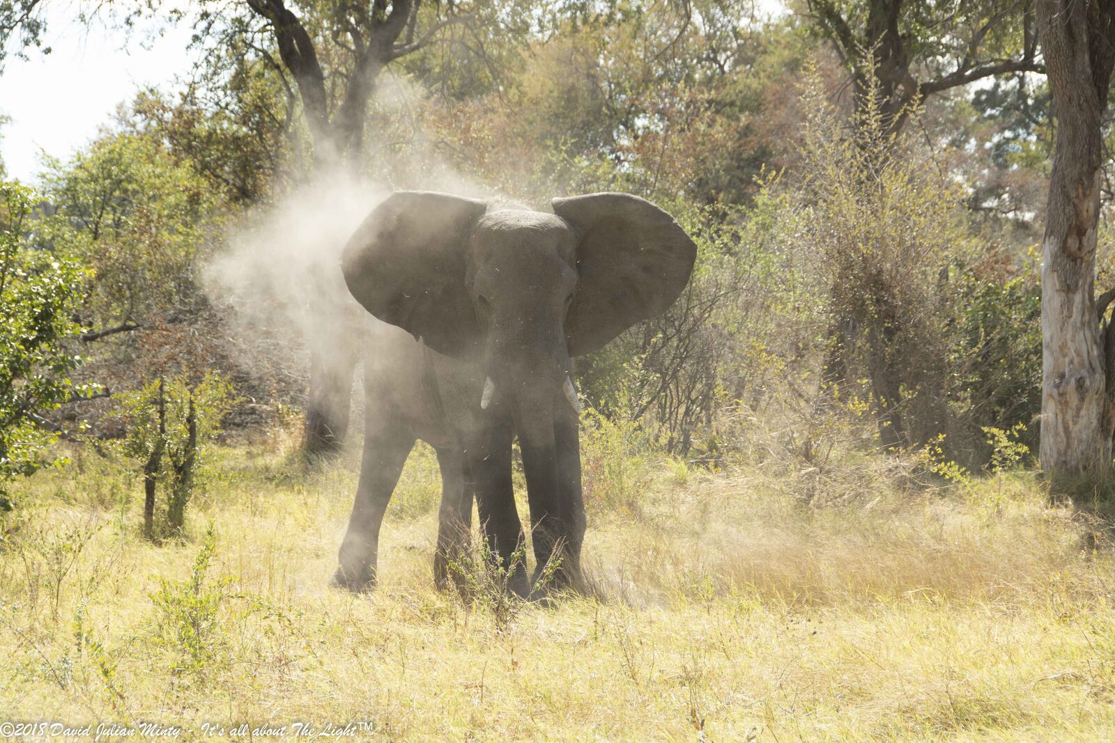 An elephant walking through a bush camp in Botswana, a common sight at unfenced budget camps
