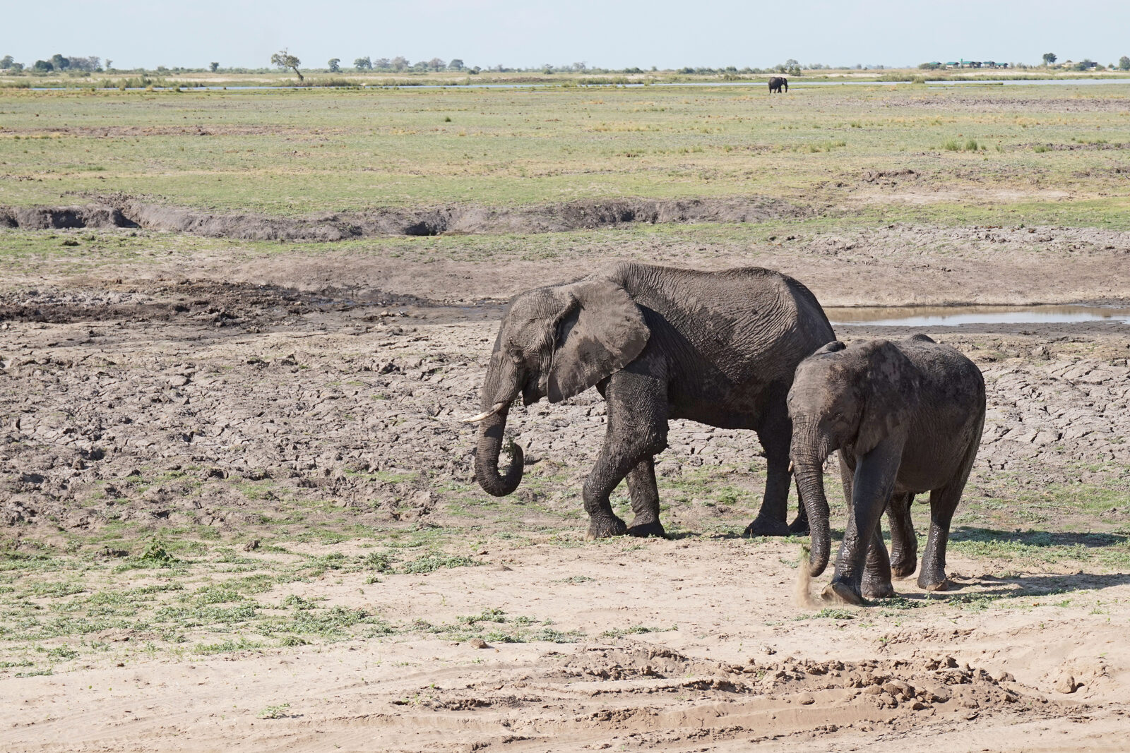 A herd of elephants on the Chobe riverfront seen on a budget game drive