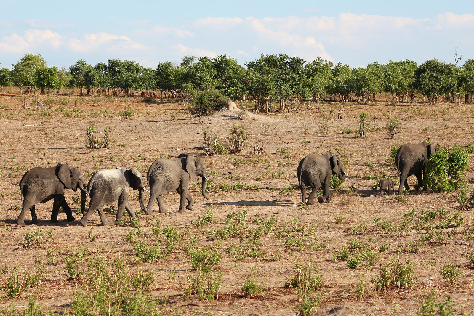 Elephants gathering at the Chobe River in the dry season