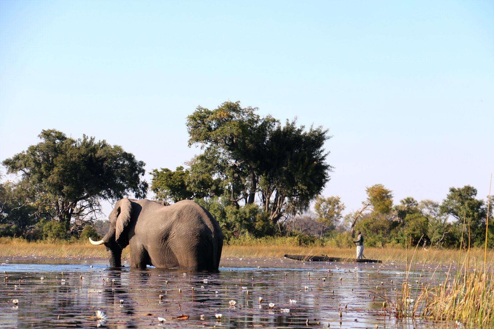 A poler guiding a traditional dugout mokoro through the channels of the Okavango Delta on a budget safari