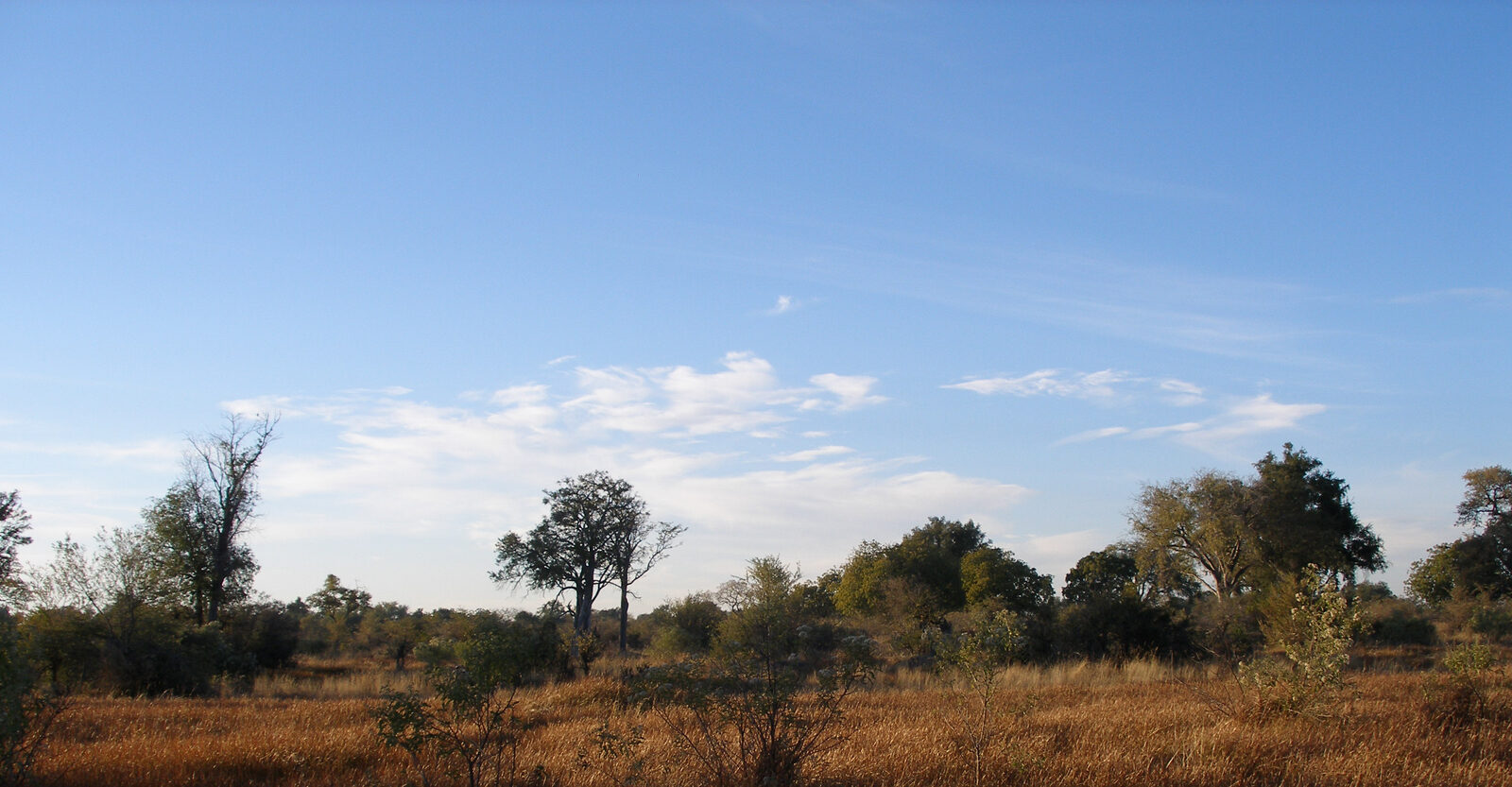 Open floodplains and wildlife in Moremi Game Reserve