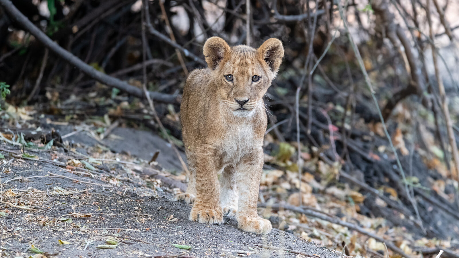 A lion cub in the Moremi and Khwai region of Botswana