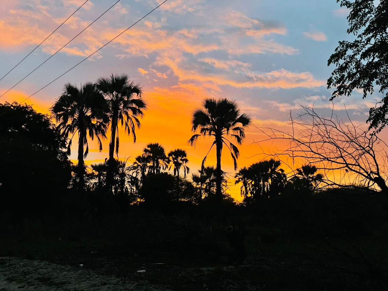 Palm trees at sunset in the Khwai community area, Botswana