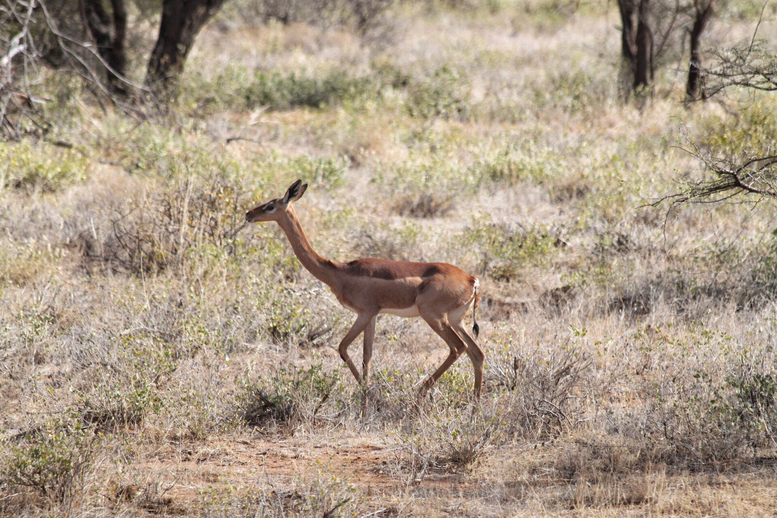Plains game in Samburu's northern scrub on an affordable Kenya safari