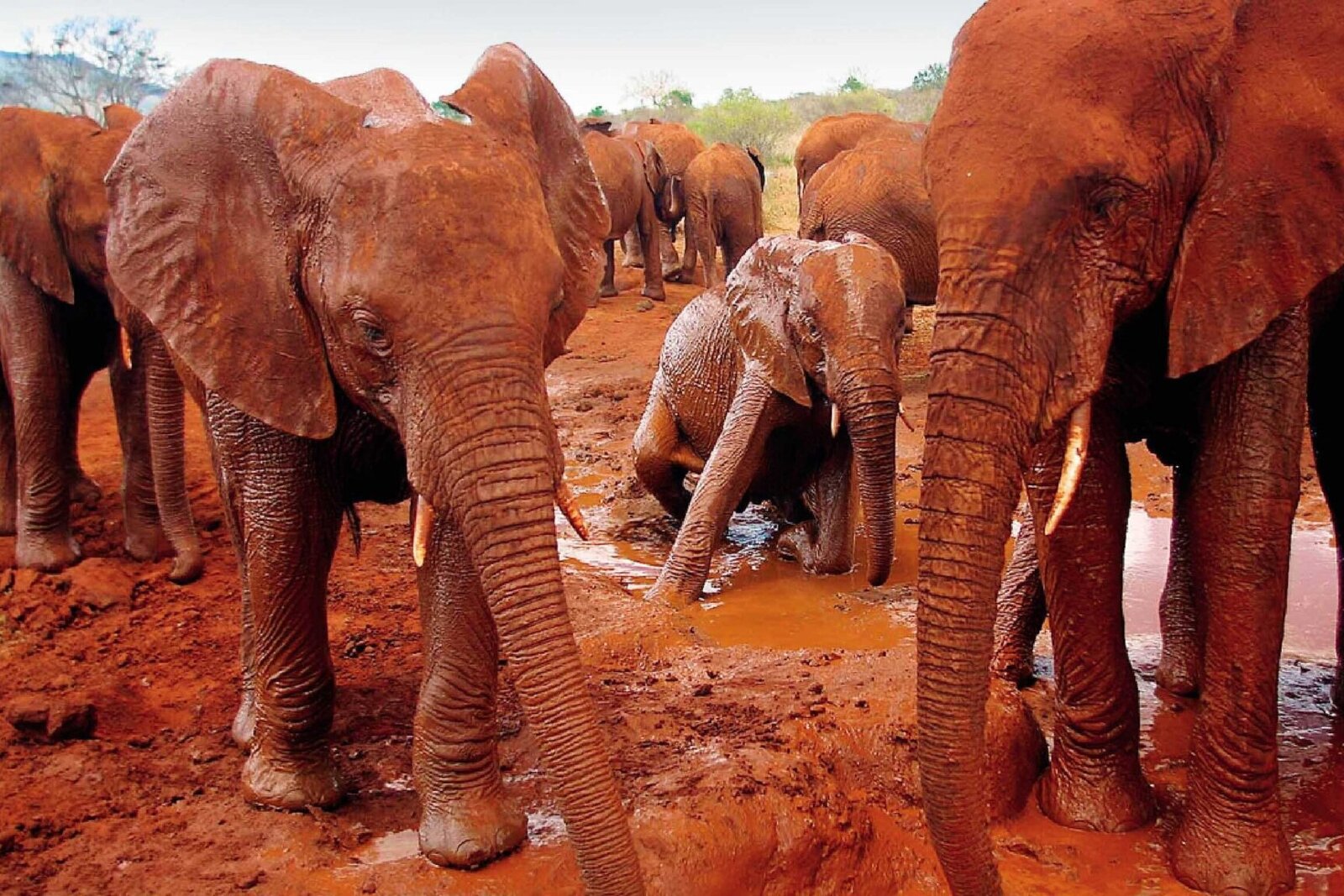 Red-dusted elephants of Tsavo on an affordable Kenya safari package