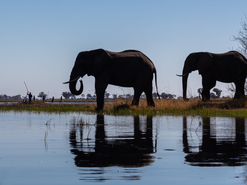 Elephants in the Okavango Delta waterways near Delta Camp