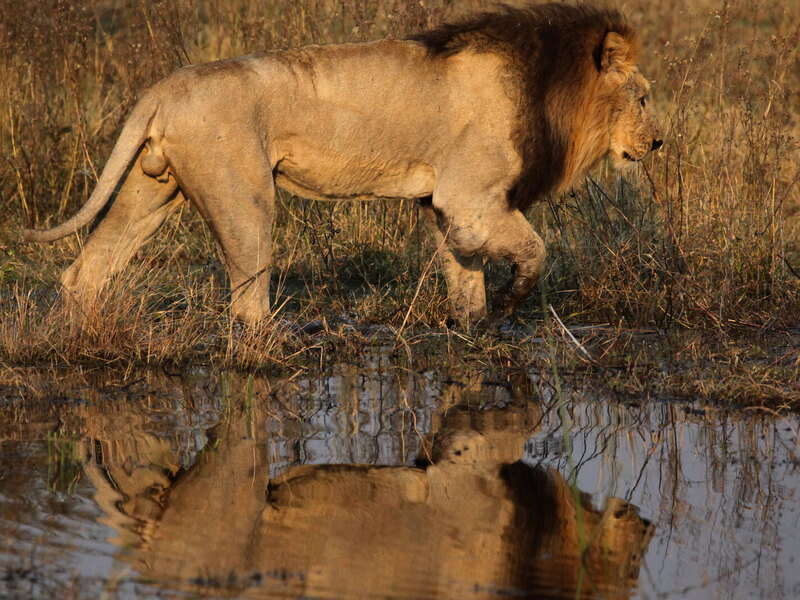 Lion resting in the golden grass of an Okavango Delta island