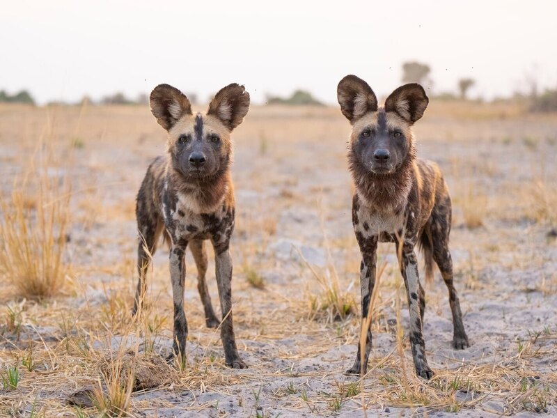 Wild dogs on the hunt through the Okavango Delta bush