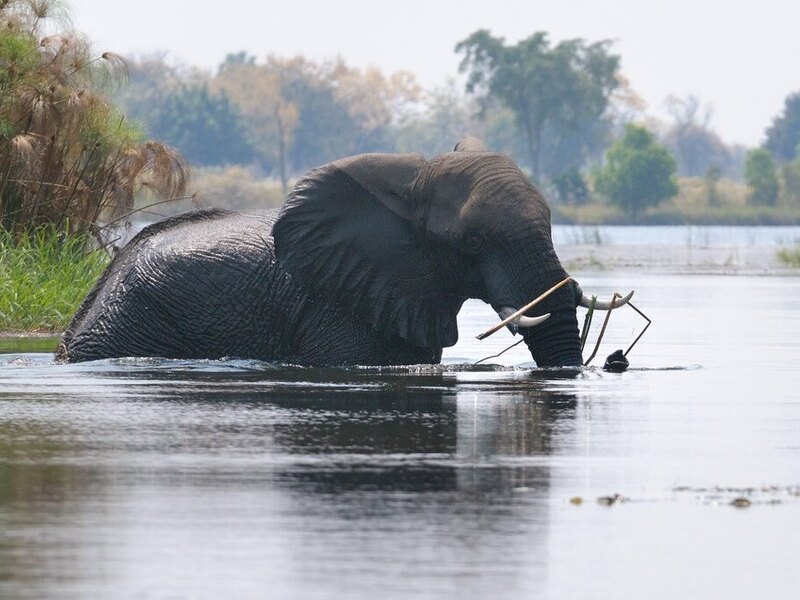 Elephants crossing a channel near Moremi Crossing camp in the Okavango Delta