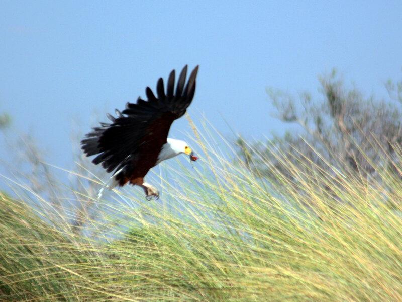 African fish eagle perched above the waterways near Moremi Crossing