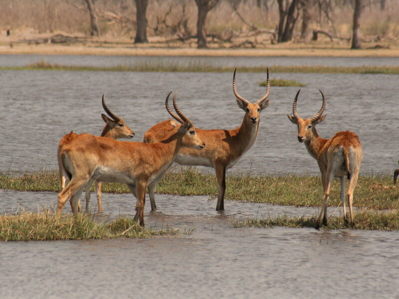 Red lechwe antelope on the floodplains near Moremi Crossing