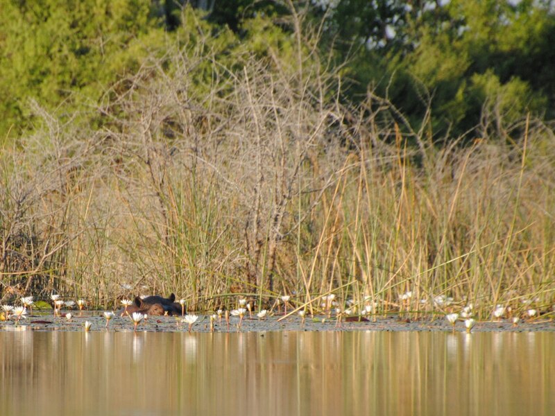 Hippo pod in the channels near Oddballs Camp at dusk