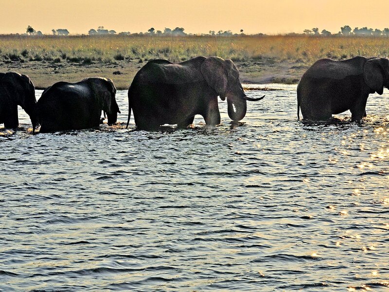 Hippo close-up in the Okavango Delta waterways near Chief&rsquo;s Island