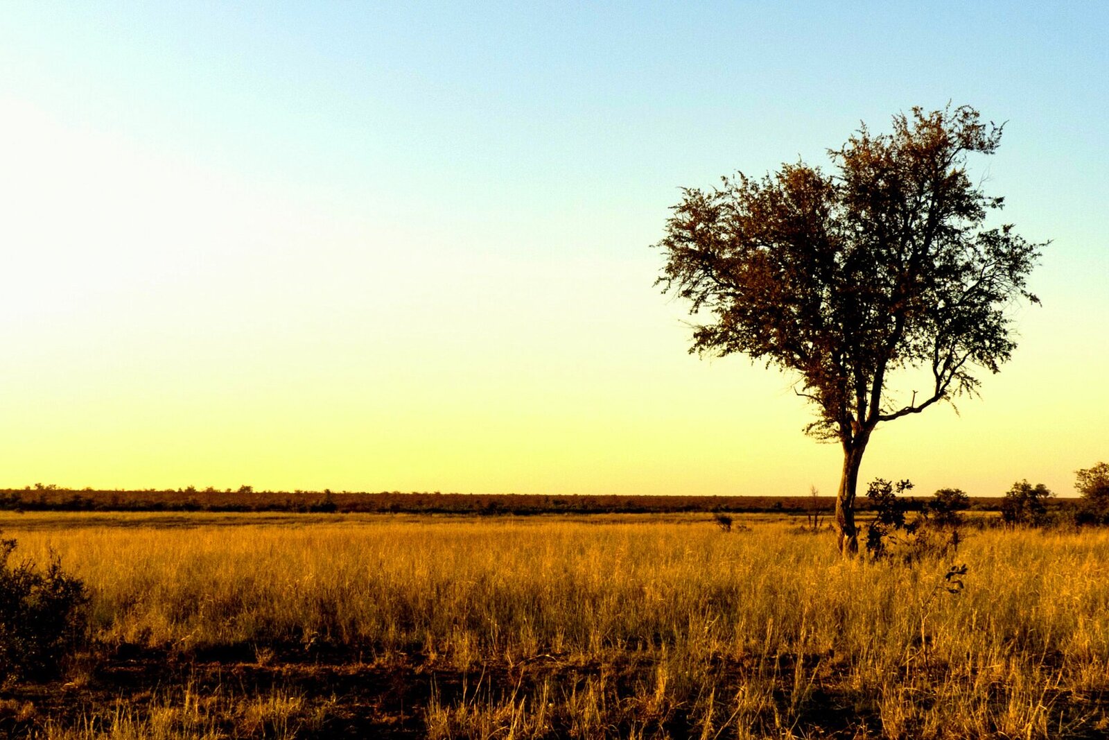 Golden sunrise over the Kruger savanna
