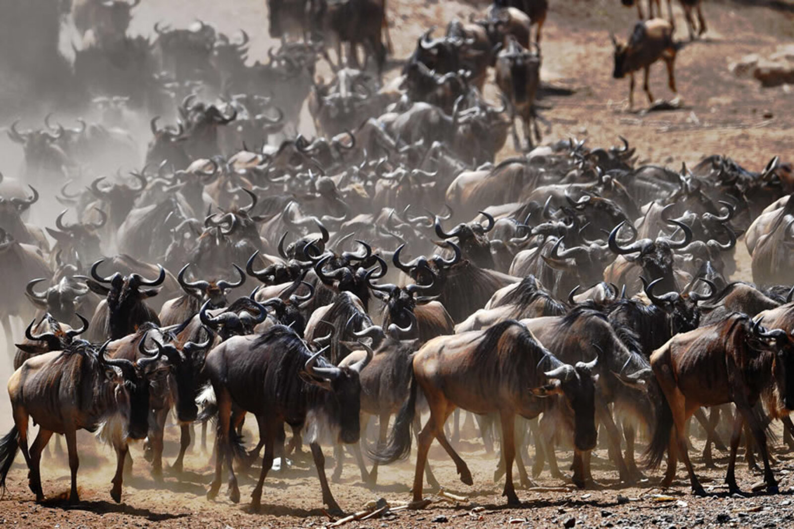 Wildebeest herd during the Great Migration in the Masai Mara