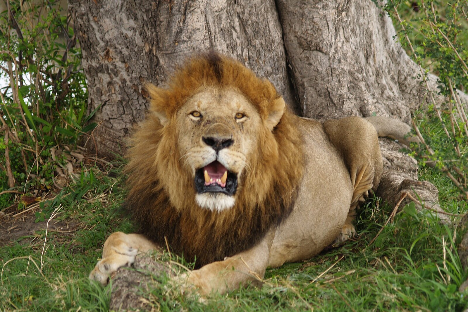 Male lion in the Masai Mara