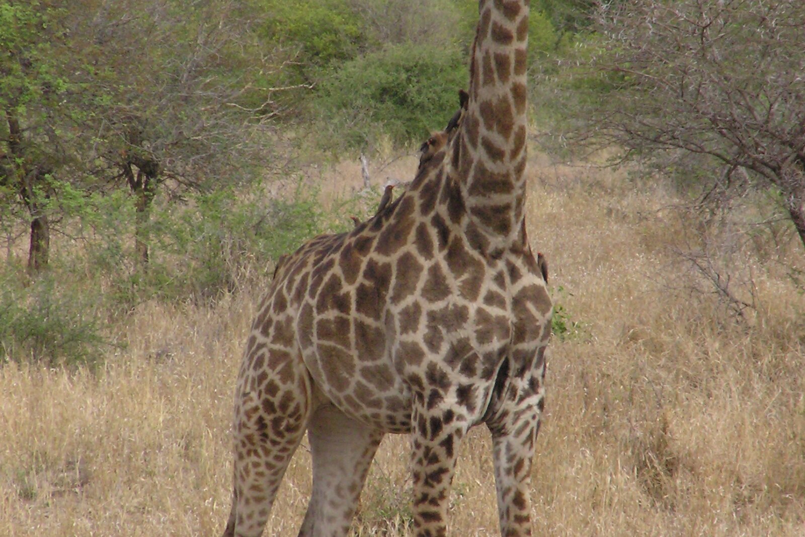 Giraffe against the Kruger bushveld sky