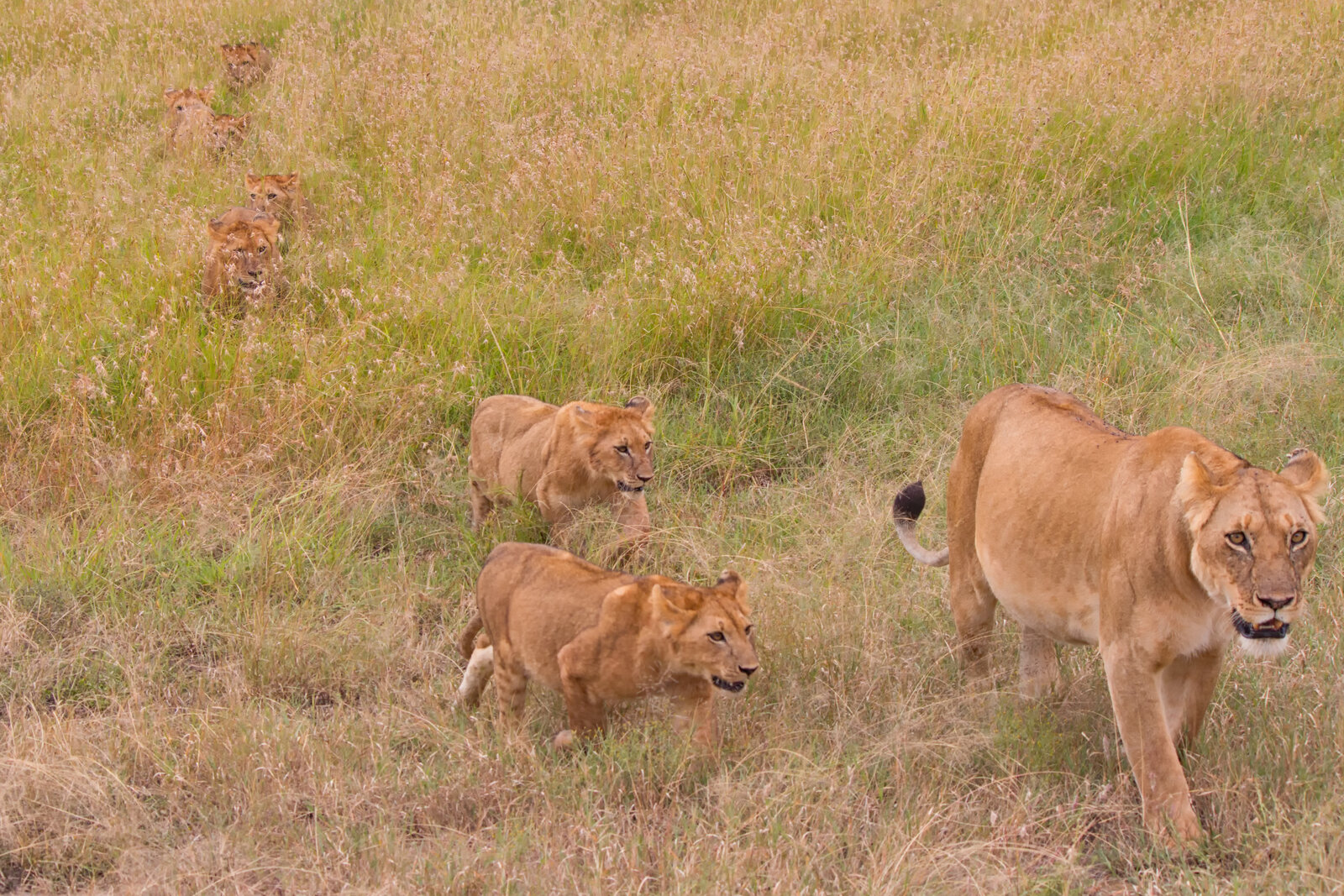 Lioness and cubs in the Maasai Mara, Kenya