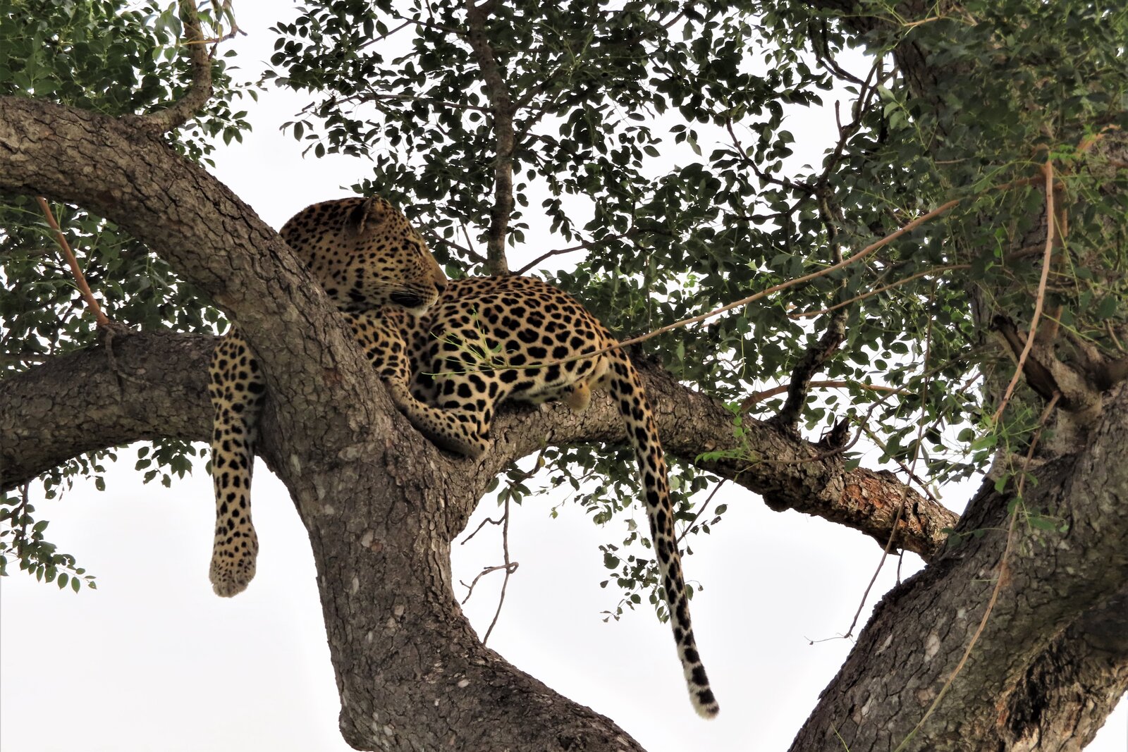 Leopard in a tree in the Sabi Sand, South Africa