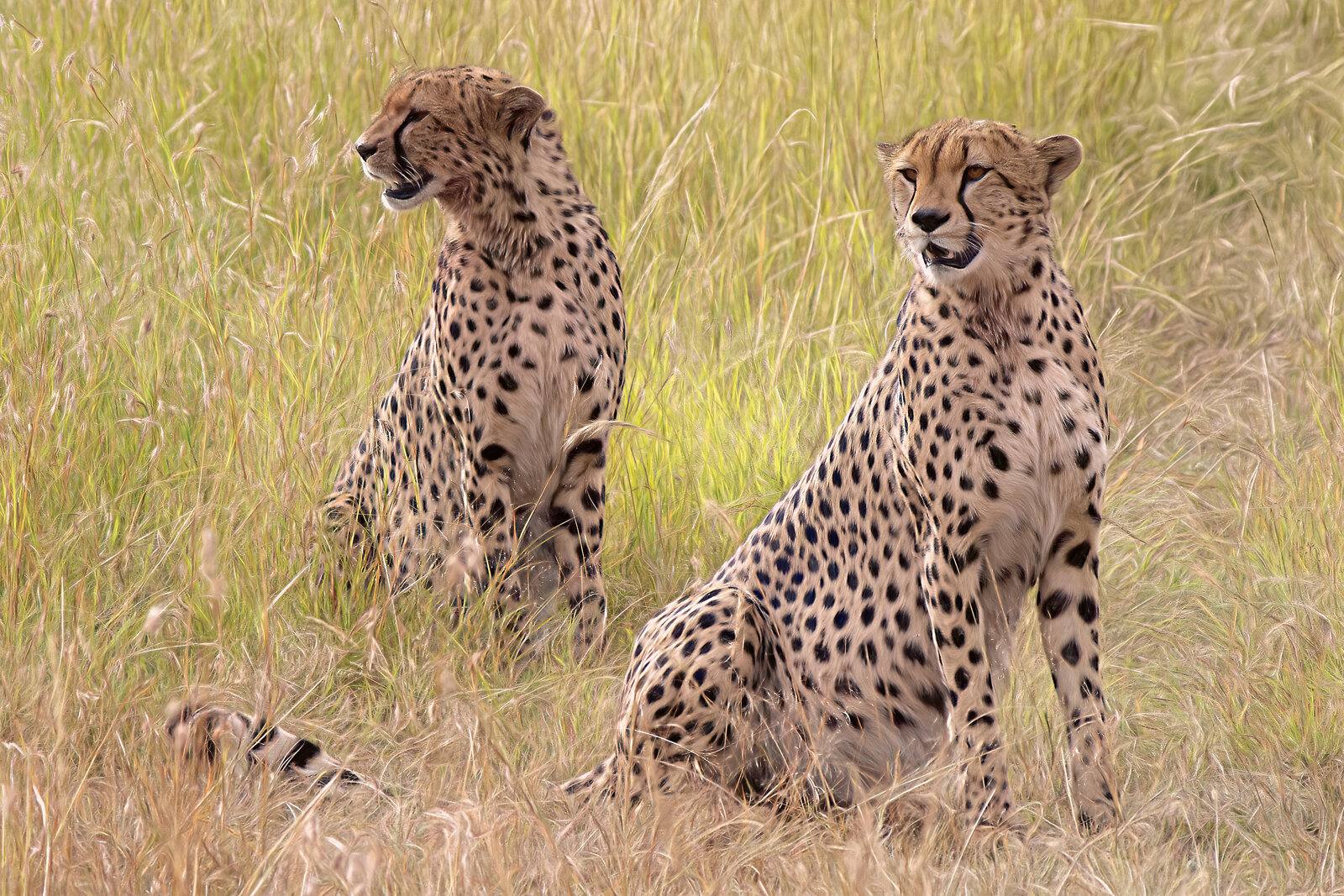 Cheetah pair on the Maasai Mara savanna