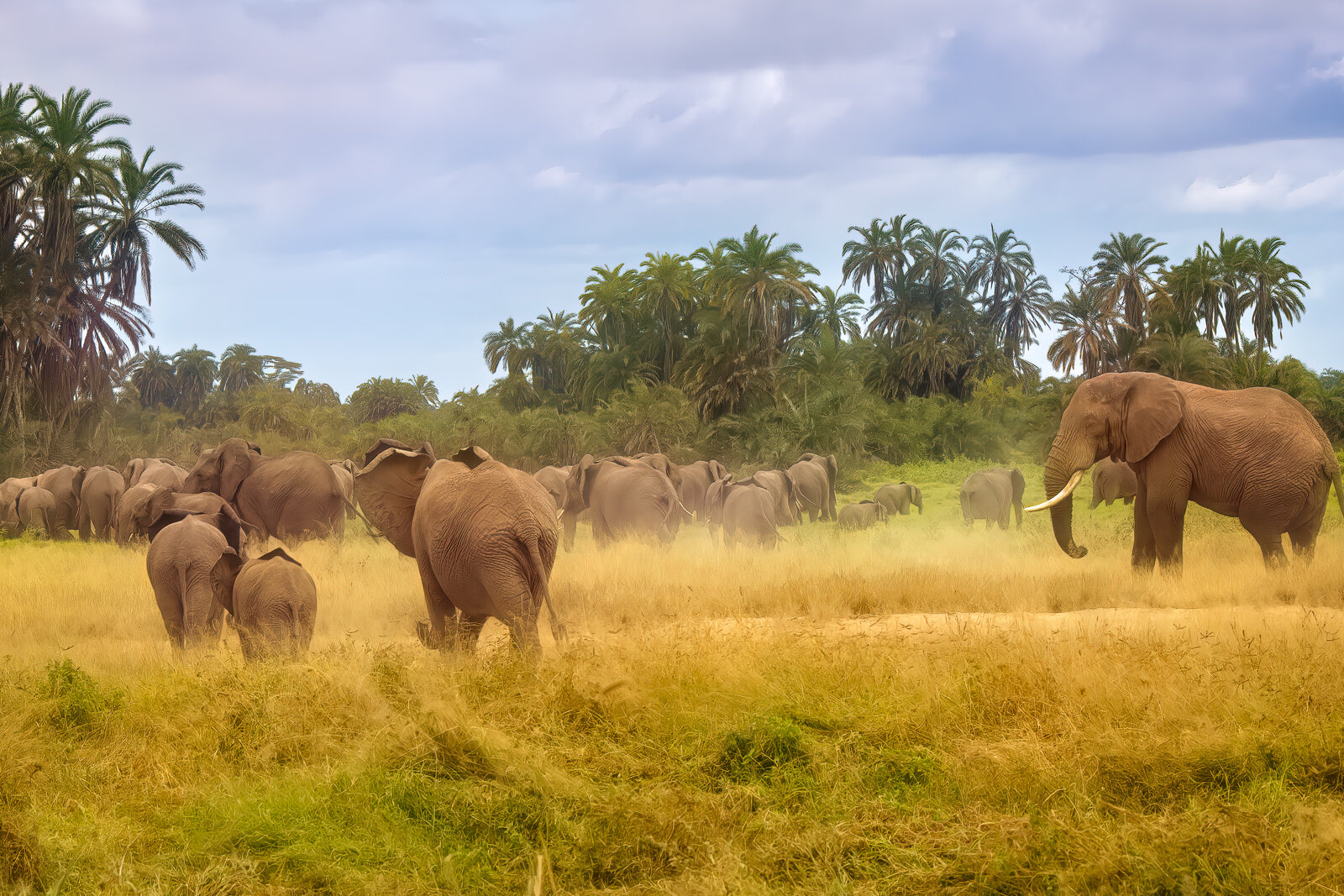 Elephant herd in Amboseli National Park, Kenya — a direct flight from Paris