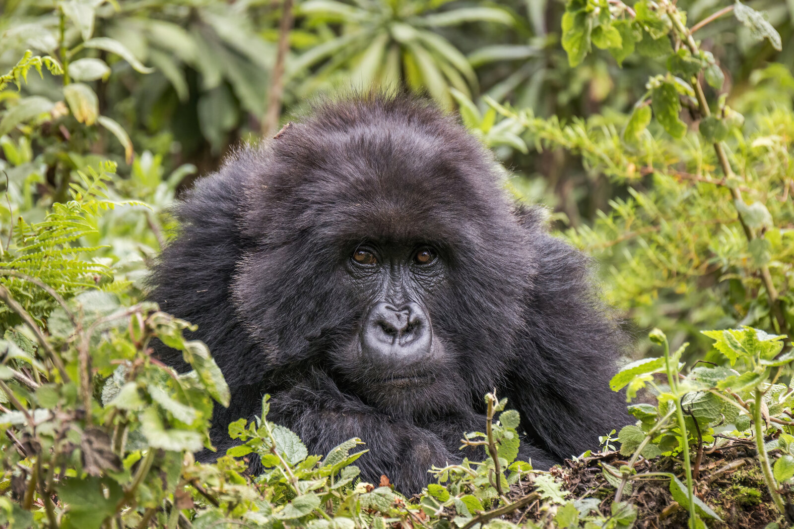 Mountain gorilla in Volcanoes National Park, Rwanda
