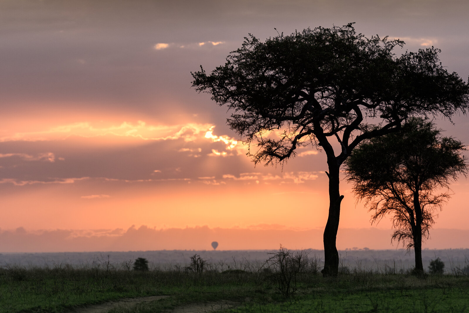 Sunrise over the Serengeti plains with acacia silhouettes