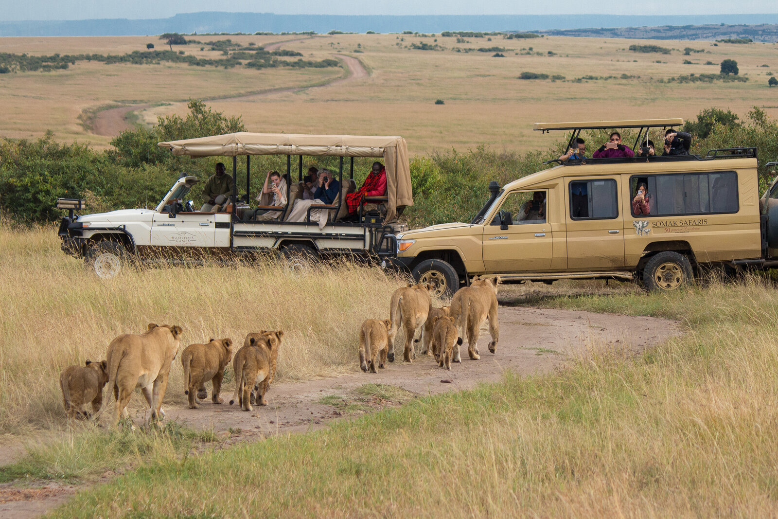 Safari game drive in the Maasai Mara