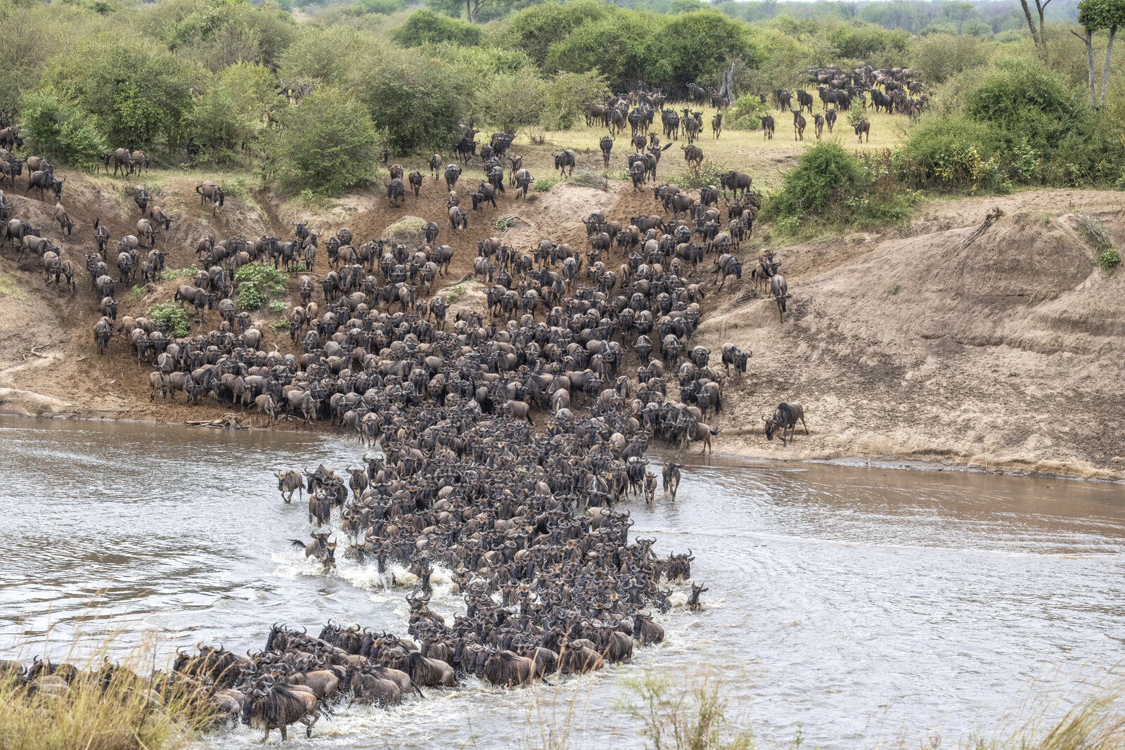 Wildebeest crossing the Mara River during the Great Migration