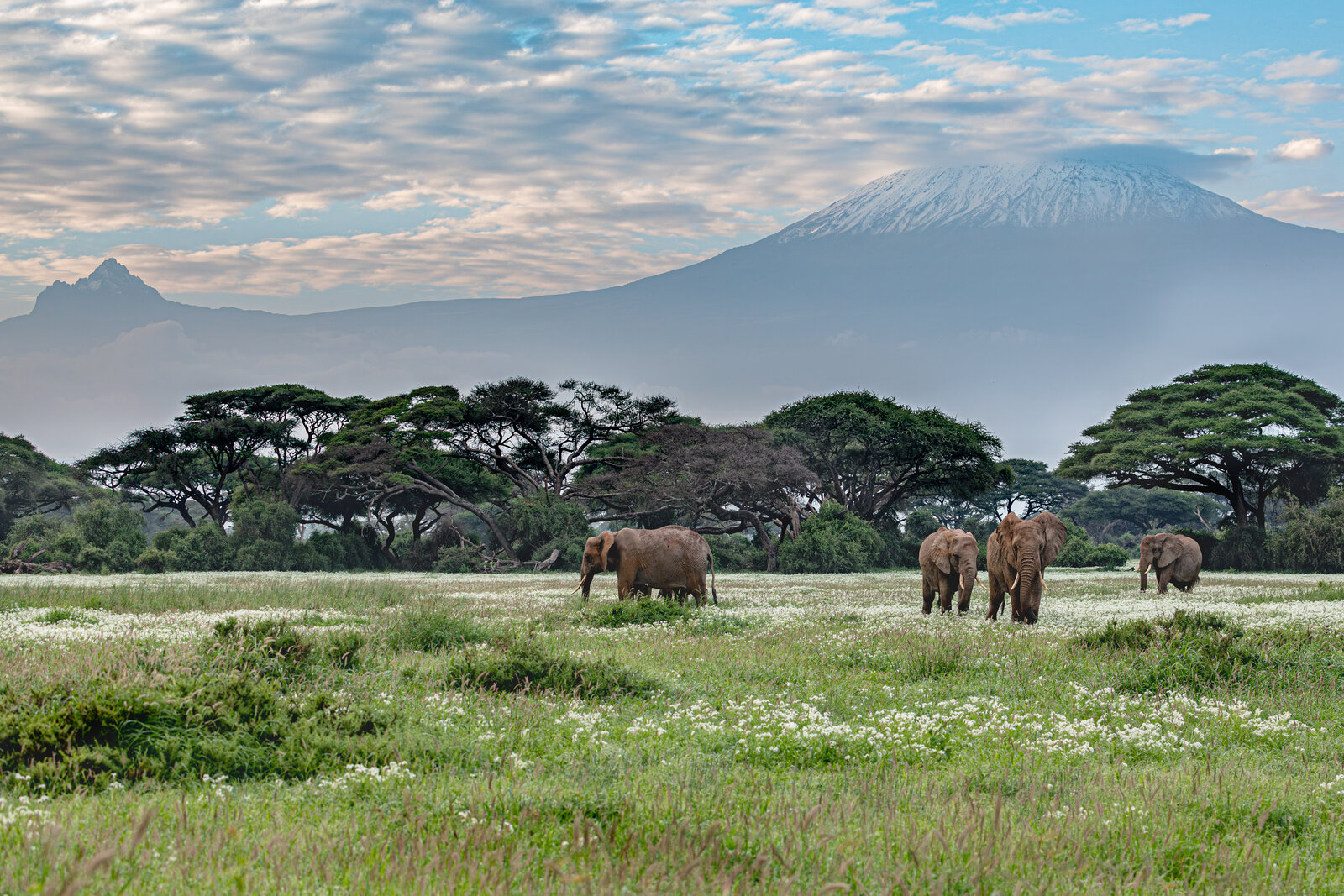 Elephant herd beneath Mount Kilimanjaro in Amboseli, Kenya — a direct flight from India