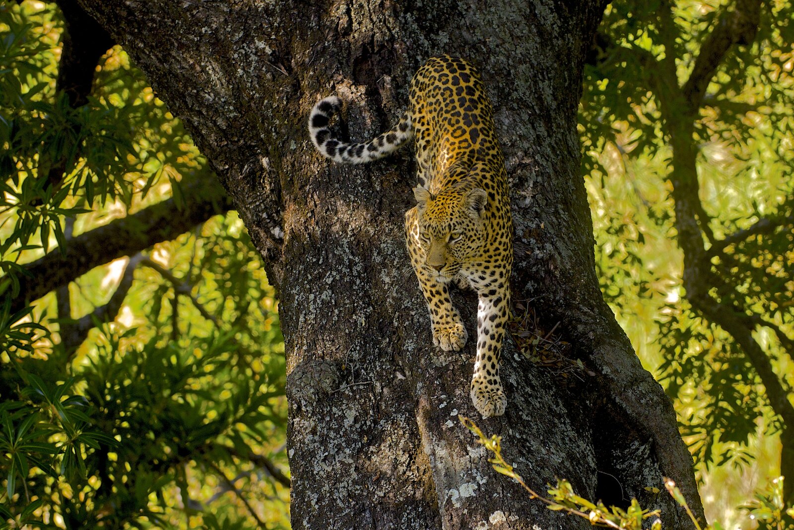 Leopard resting in a tree in the Sabi Sands, South Africa