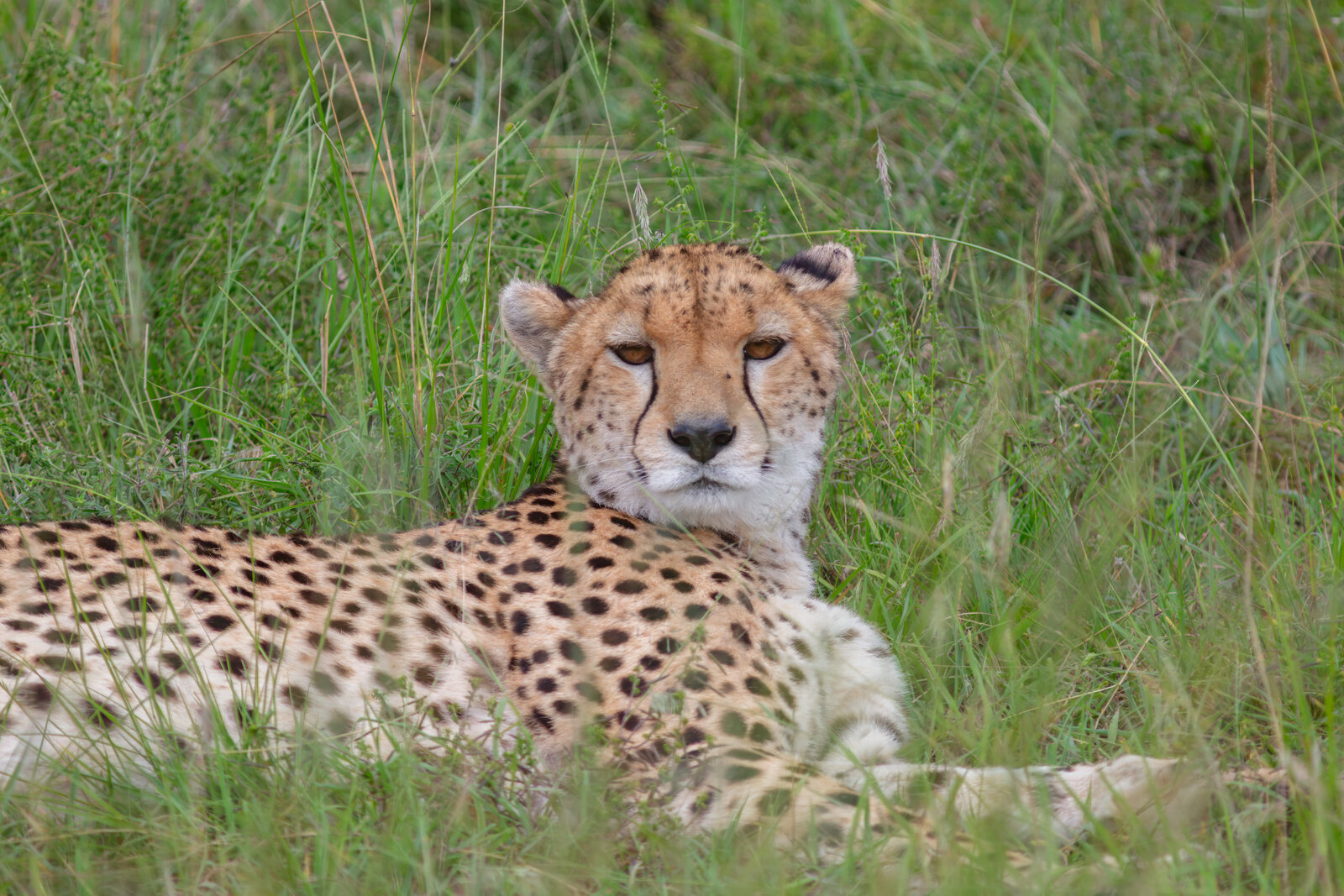 Cheetah in the golden grass of the Masai Mara