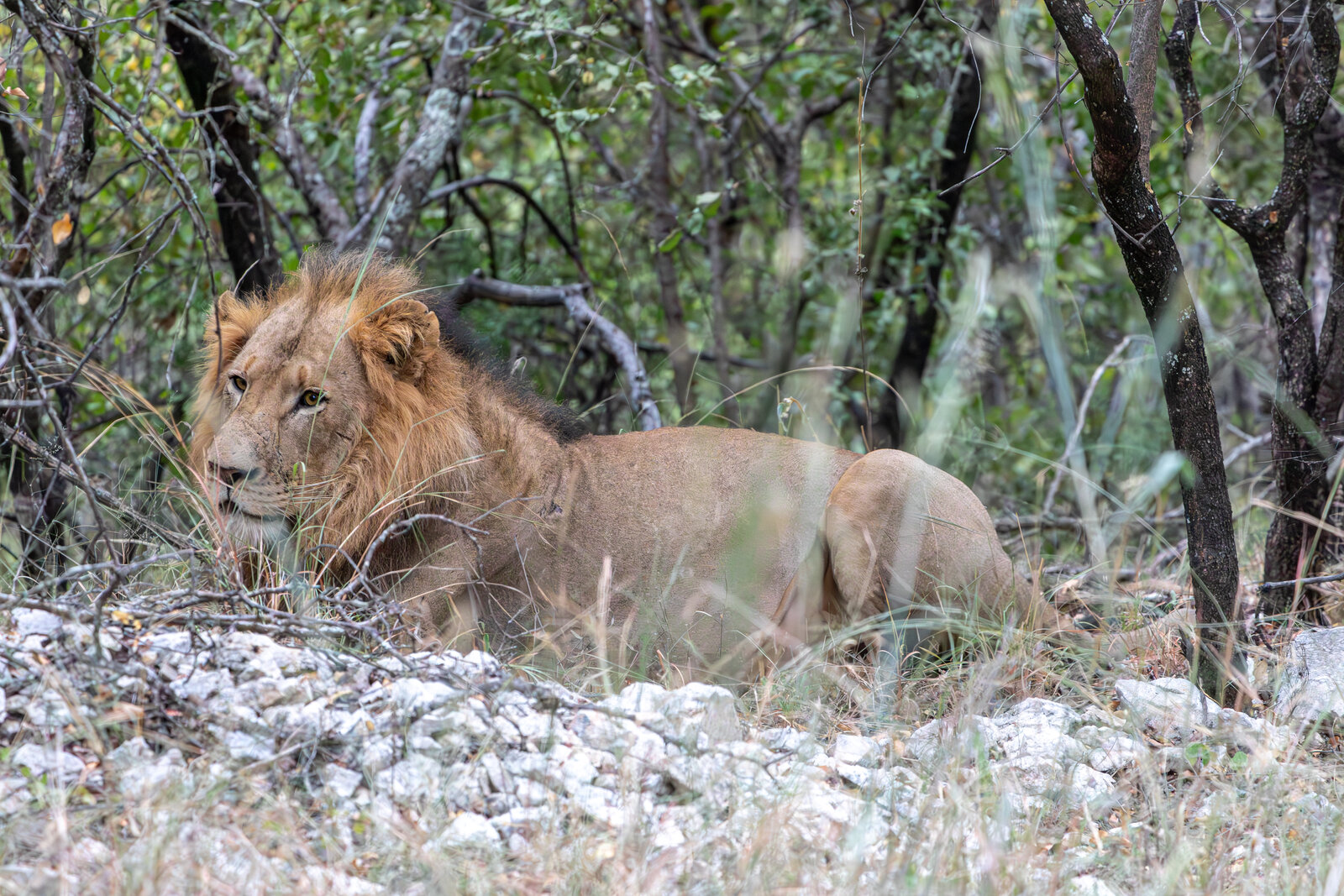 Lion resting in the bush, East Africa