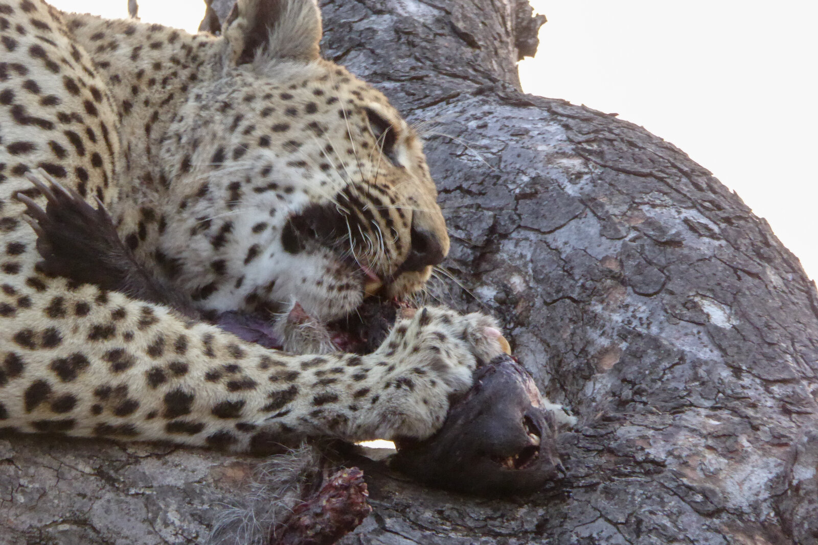 Leopard in a tree in the Sabi Sand, South Africa