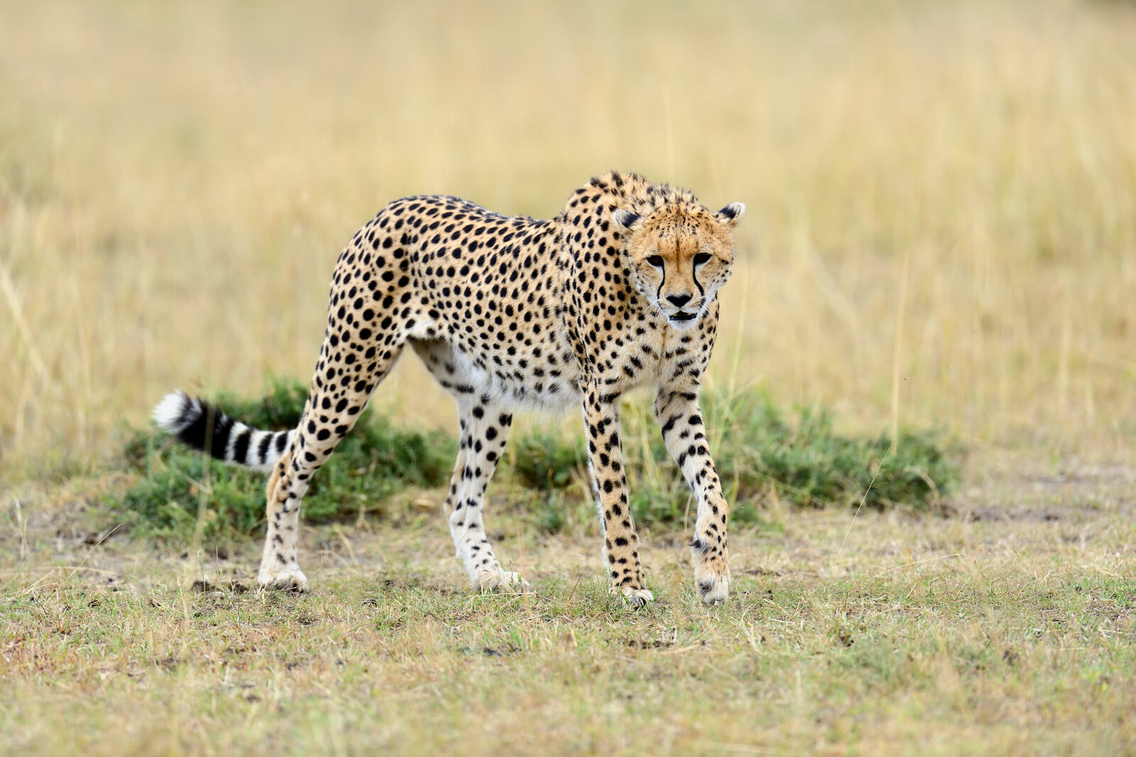 Cheetah on the Masai Mara savanna