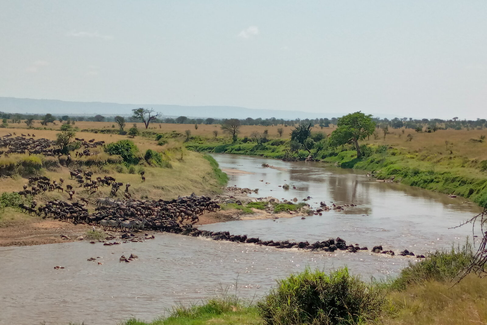 Wildebeest of the Great Migration crossing the Serengeti plains