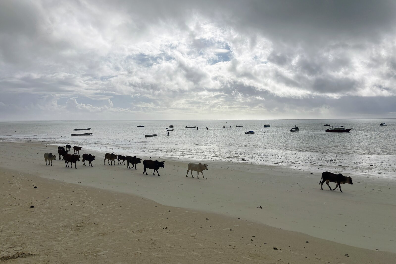 Dhow boats on a beach on Zanzibar