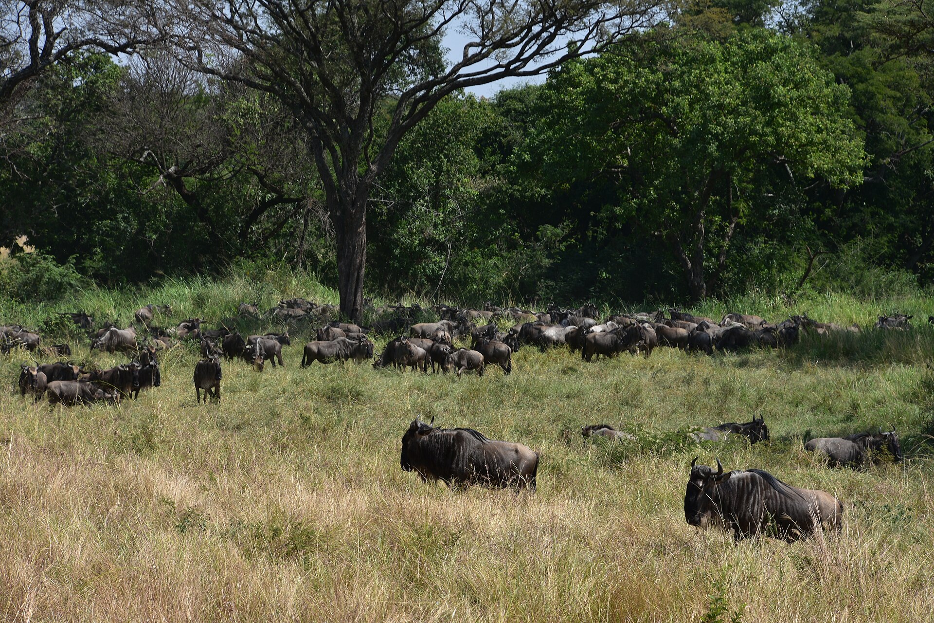 Wildebeest herds on the Serengeti plains at golden hour