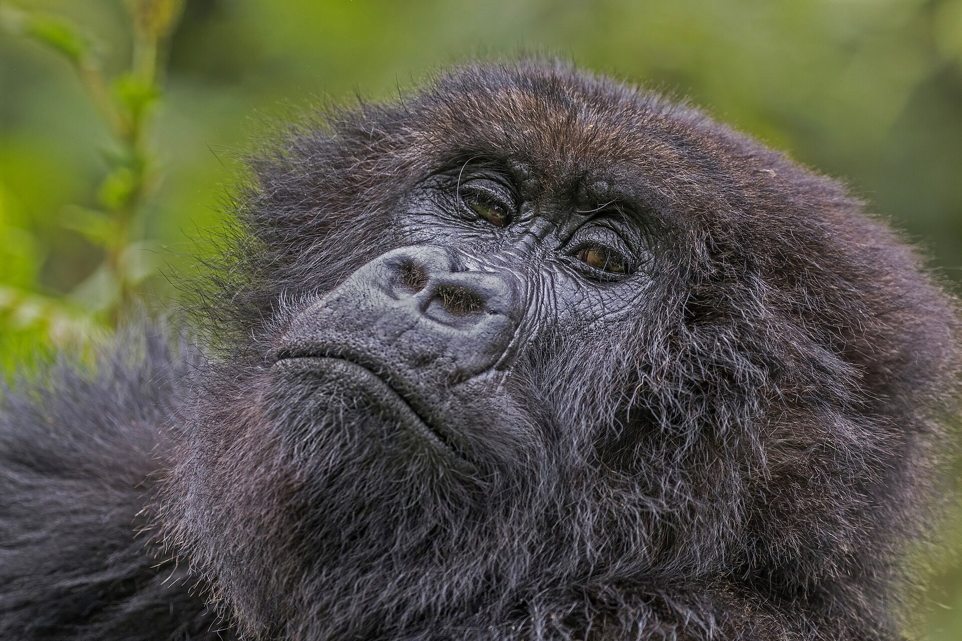 Bisate Lodge — Volcanoes National Park, Rwanda — Beyond Africa Safaris