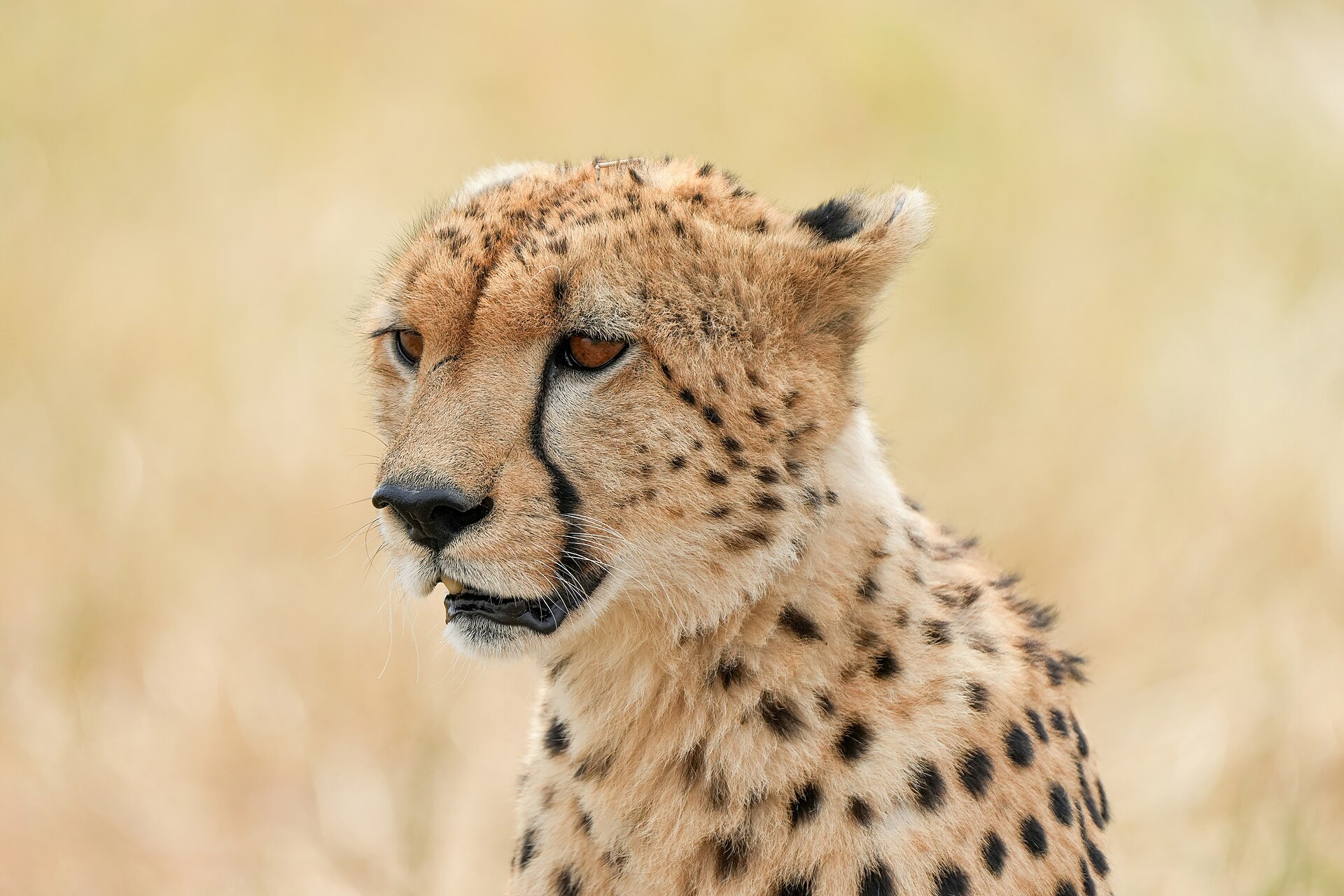 Sanctuary Olonana — Masai Mara, Kenya — Beyond Africa Safaris