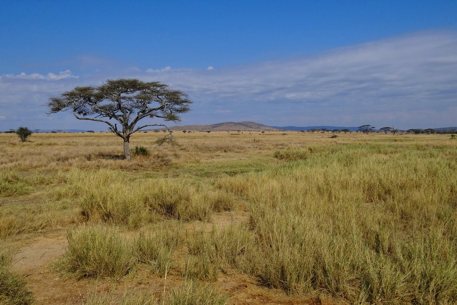 Golden light on the Serengeti plains — the stage for Africa’s most cinematic honeymoon
