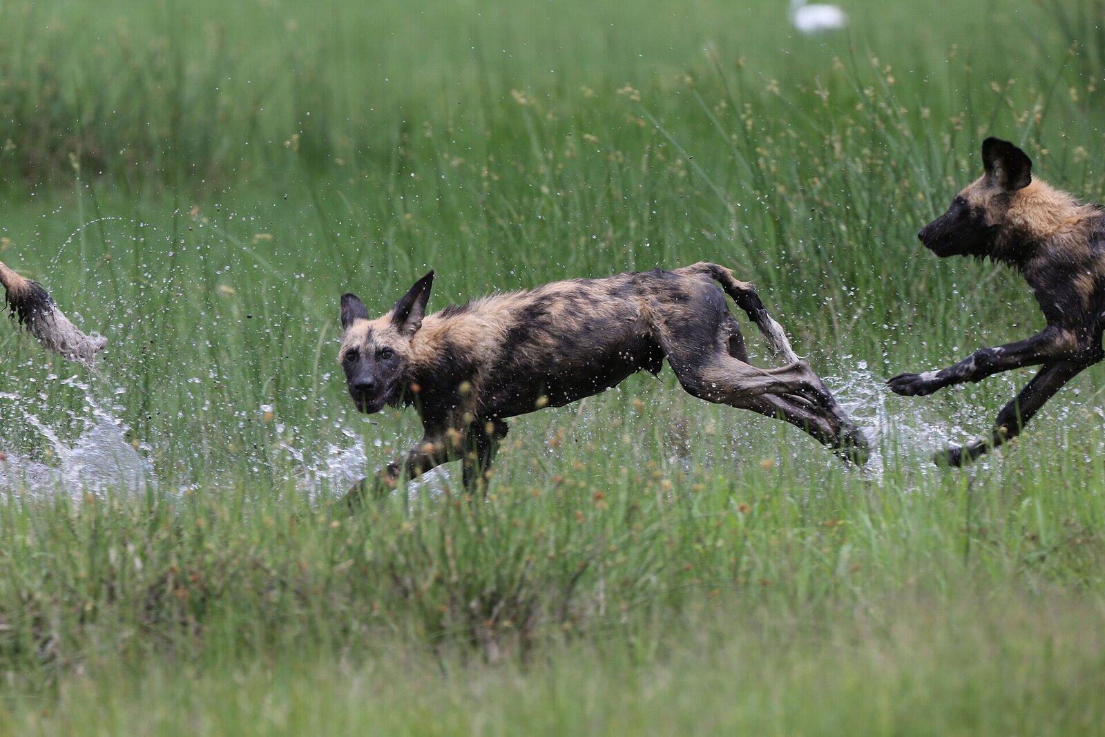 A pack of African wild dogs moving together on the hunt