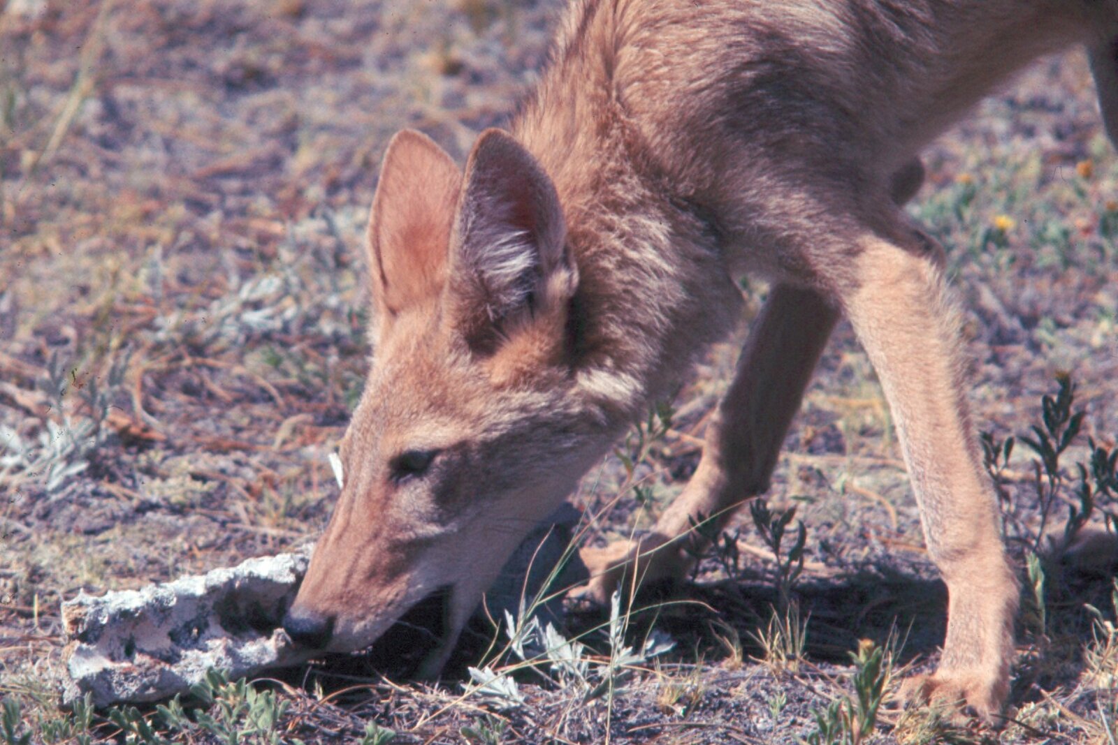 African wild dog pups at a den site during the winter denning season