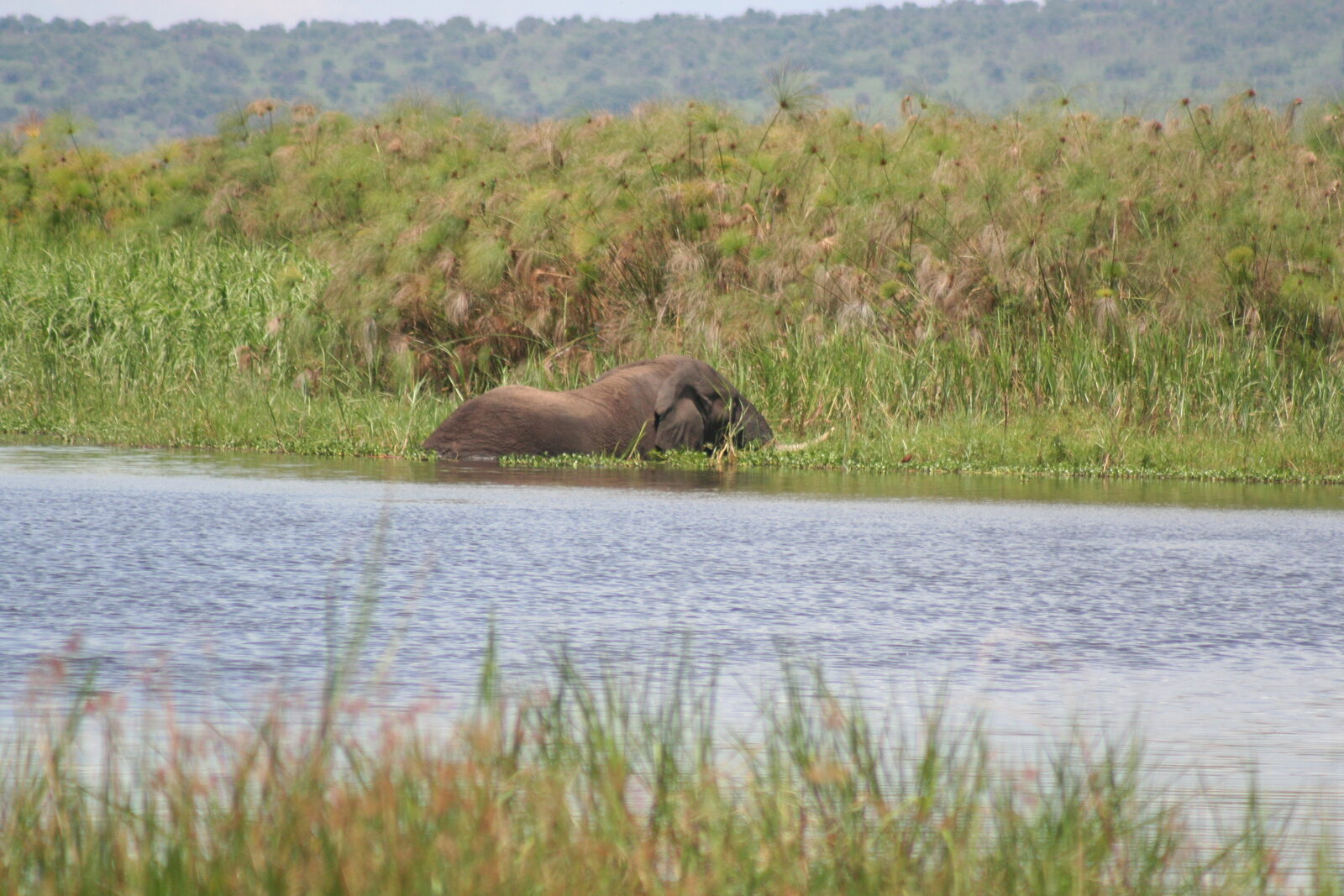 Elephant at the shore of Lake Ihema, Akagera National Park, Rwanda