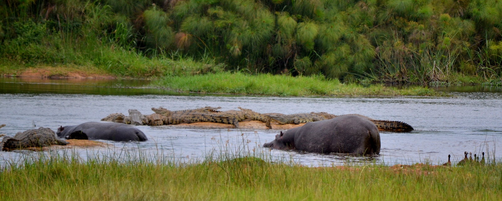 A pod of hippo in the shallows of Lake Ihema, Akagera National Park, Rwanda