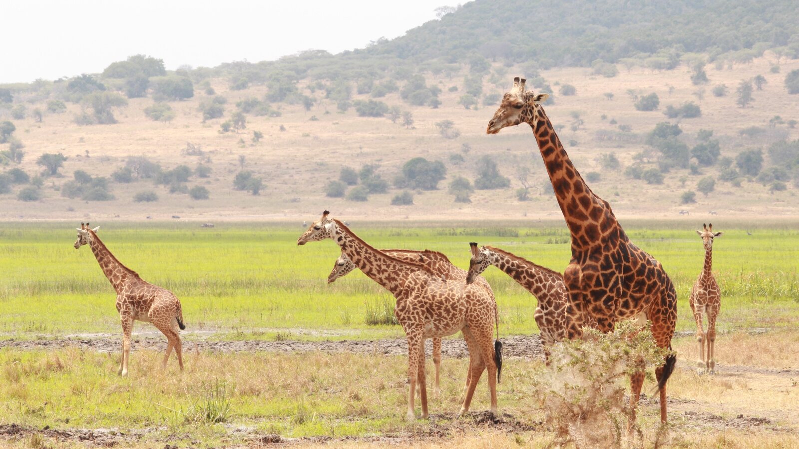 Giraffe gathering on the savannah of Akagera National Park, Rwanda