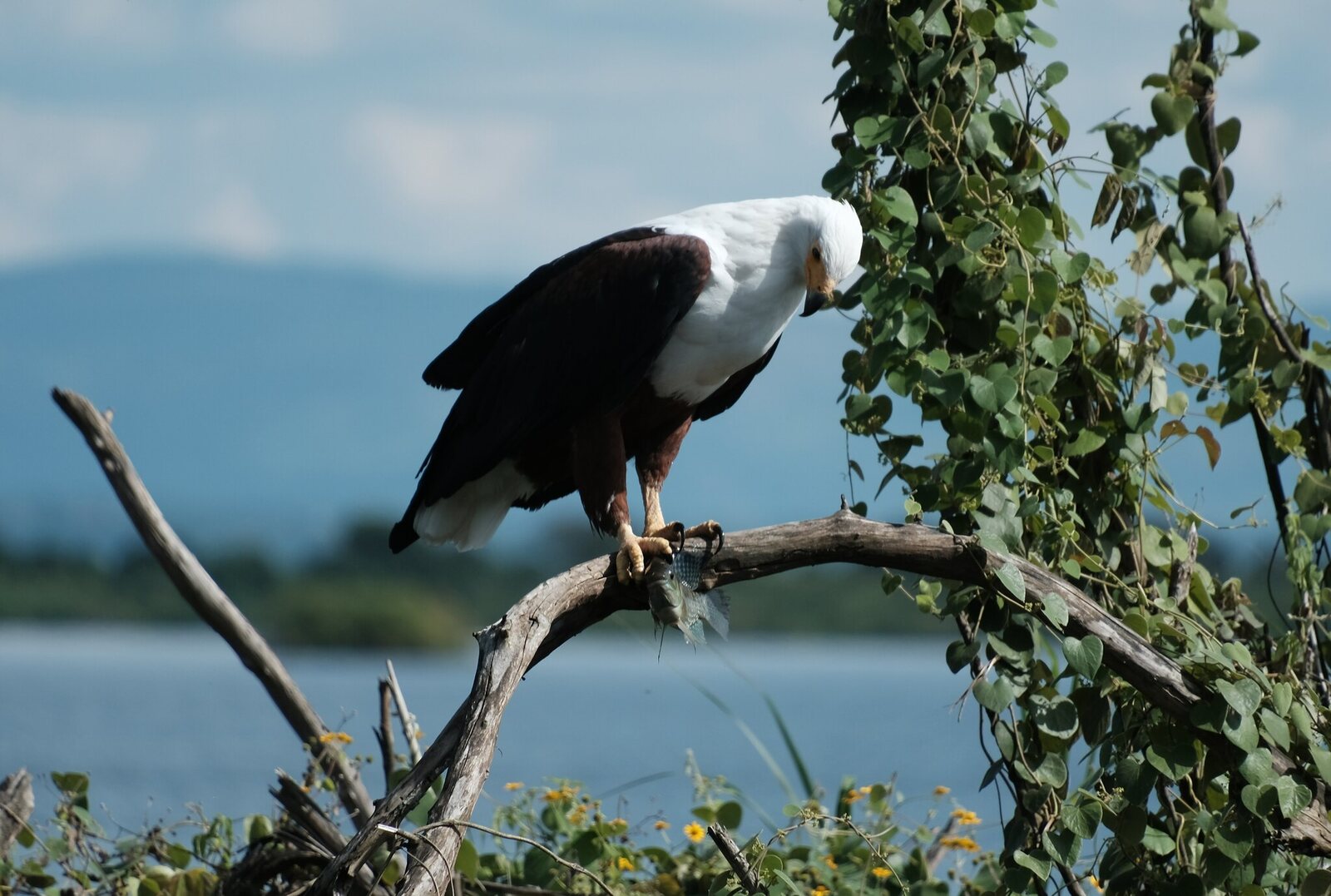 An African fish eagle perched above the shoreline in Akagera National Park, Rwanda