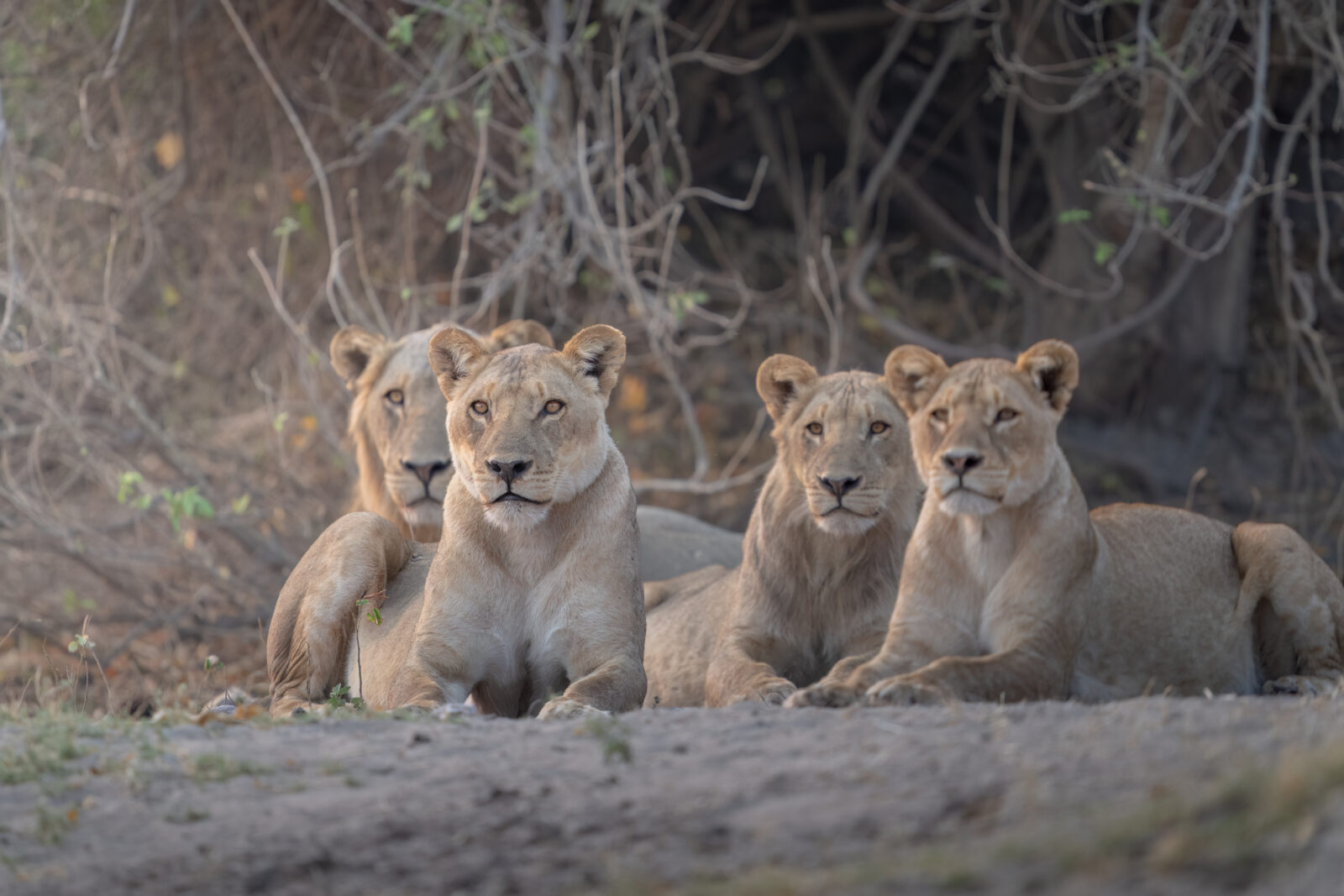 A pride of lions resting on the Chobe riverfront