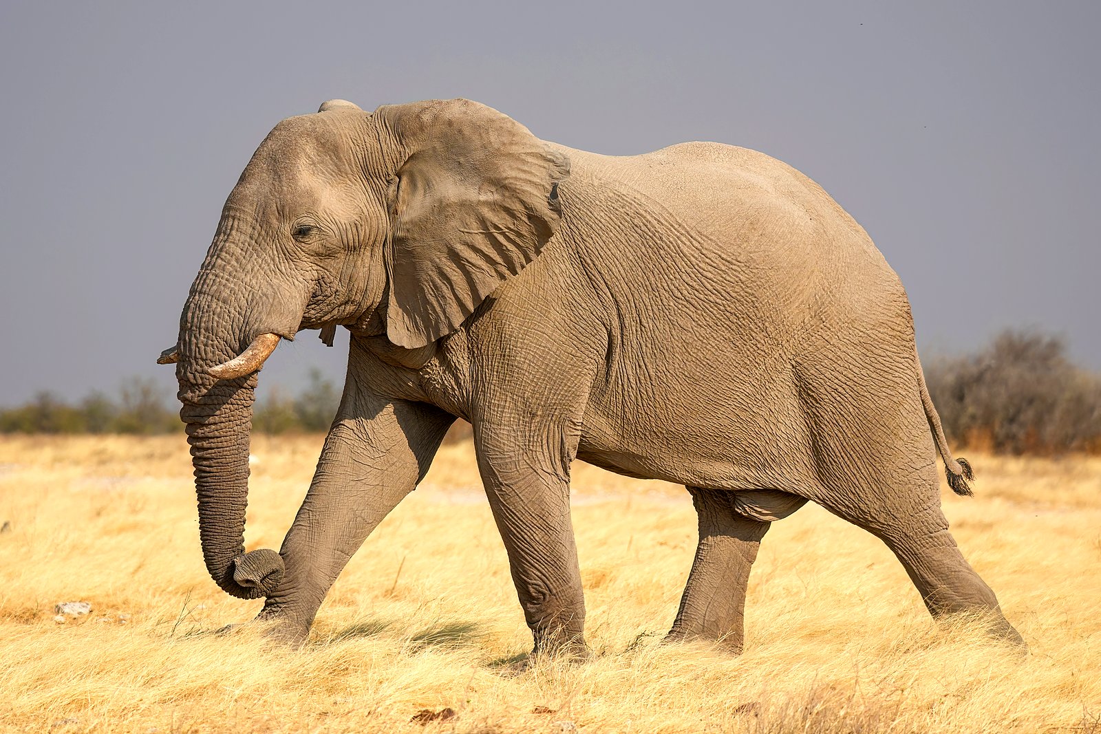 Bull elephant at a waterhole in Etosha National Park on an all-inclusive Namibia safari