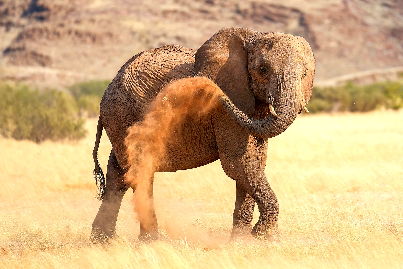 Desert-adapted elephant dust bathing in Damaraland on an all-inclusive Namibia safari